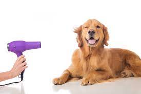 pet grooming